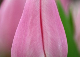 Tulipa Gabriella (4)